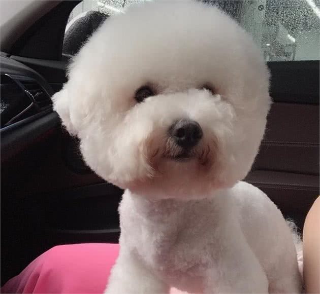 引起狗狗翻肠子的4个原因,一定要注意