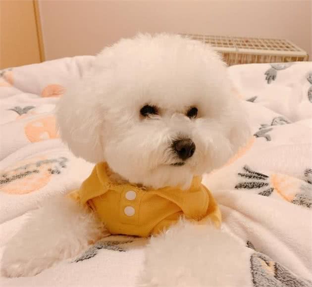 引起狗狗翻肠子的4个原因,一定要注意