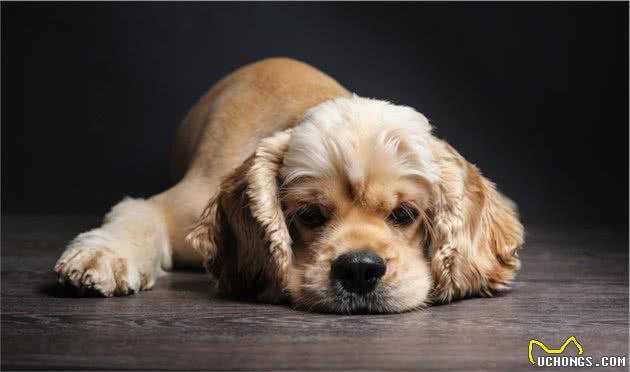 辟谣：犬猫多饮多尿不是子宫蓄脓就是糖尿病，其实还有其他的原因