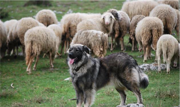 被称为犬中“战斧”的5种猛犬，其中一犬斗三狼说的是它