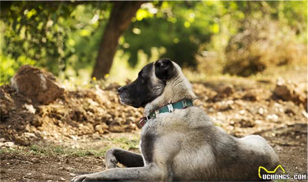 被称为犬中“战斧”的5种猛犬，其中一犬斗三狼说的是它