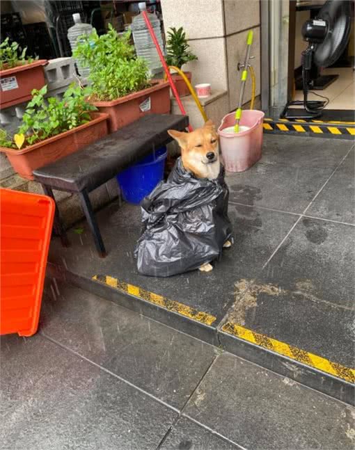 家里条件不好，没法给狗狗买雨衣，铲屎官：那就委屈一下孩子吧