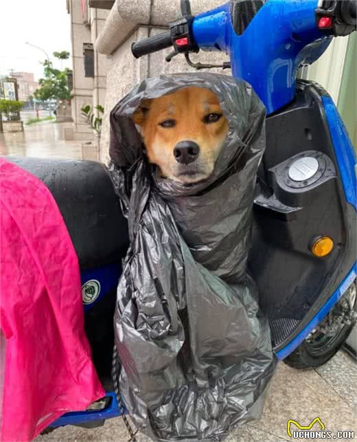 家里条件不好，没法给狗狗买雨衣，铲屎官：那就委屈一下孩子吧