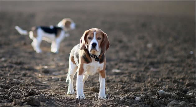 养狗太难上手了？这六种容易打理的犬种，比较适合新手饲养