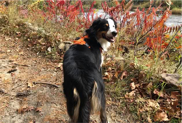 边牧犬被绑架靠自己得救，鄙视偷狗贼：“我是最聪明的狗狗”