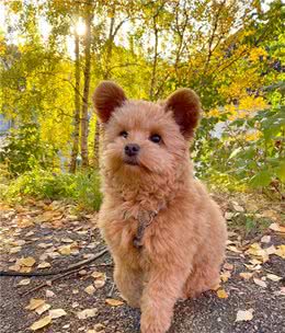 跟一般贵宾犬不同，这只狗狗耳朵立起来，可爱到心都融化