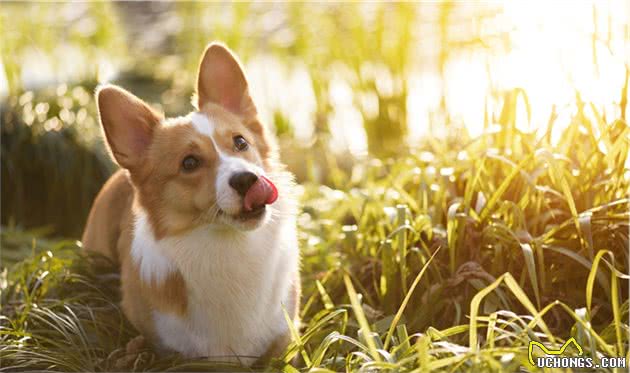 有一种萌叫做：柯基萌柯基犬不仅颜值高，小短腿跑起来也可爱