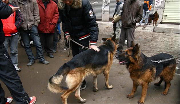 细小对幼犬而言是“病魔”，新晋铲屎官该如何帮助幼犬预防细小呢