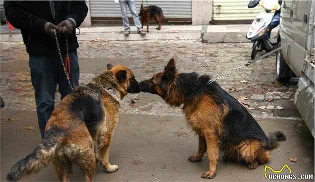 细小对幼犬而言是“病魔”，新晋铲屎官该如何帮助幼犬预防细小呢