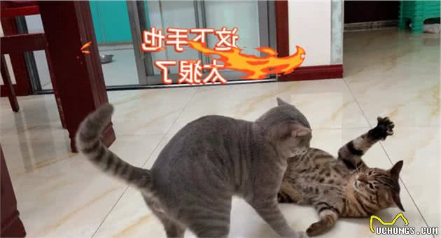 狸花猫虽然缺点多，但无奈国人还是最爱它，最多人养的猫之一