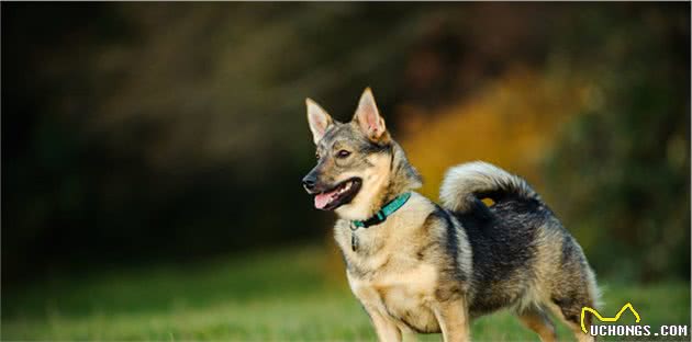 瑞典牧羊犬，明明是纯种犬，看起来却像柯基和狼犬混种