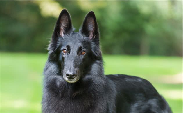 这8种狗狗在中国，都是可以当警犬的，非常的出色