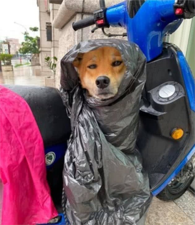 遛狗时突遇暴雨，主人用垃圾袋给它做雨衣，狗狗都要哭了