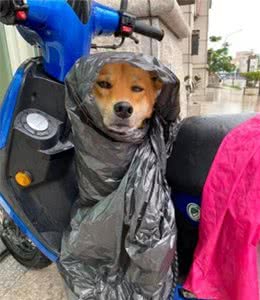 遛狗时突遇暴雨，主人用垃圾袋给它做雨衣，狗狗都要哭了