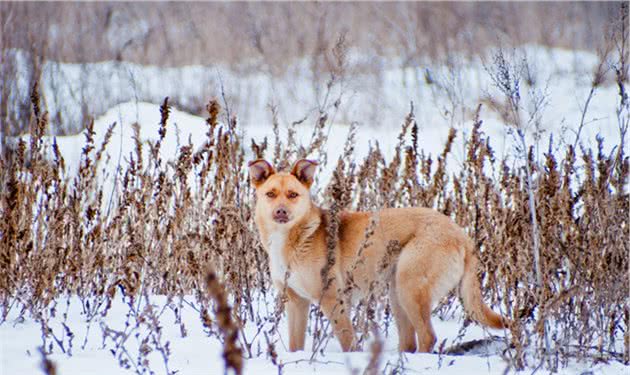 有种猛犬叫九獒（1）