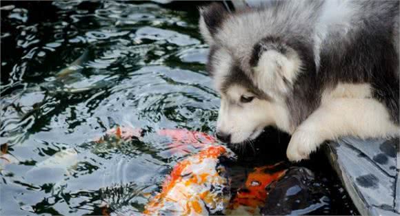 狗狗看到这6种食物，都会忍不住流口水