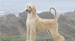 寻根问祖系列（128）：阿富汗猎犬（AfghanHound）