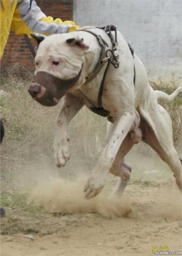 二十种猛犬巨兽，带给你最全面的暴力美学