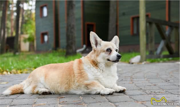 如果你也喂养长发犬，那么你是怎么给狗狗打理毛发的？