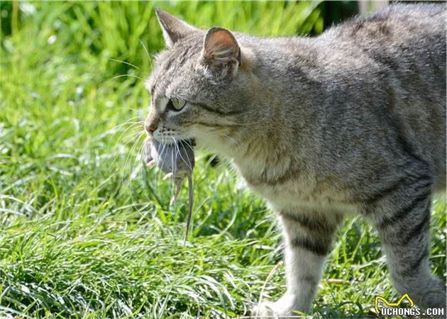 中国到底啥时候开始养猫的？我们国家狸花猫的起源在哪里？