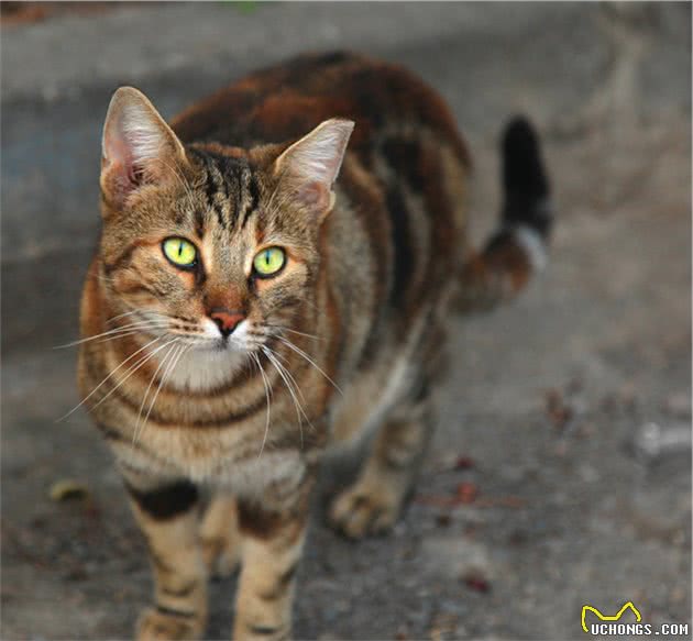 怎么从外形上区分美短与狸花猫