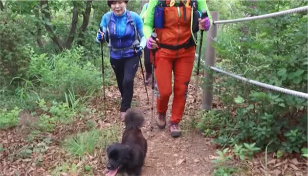 狗狗做起了“导游”，每天带着游客去爬山，主人知道后说出了原因