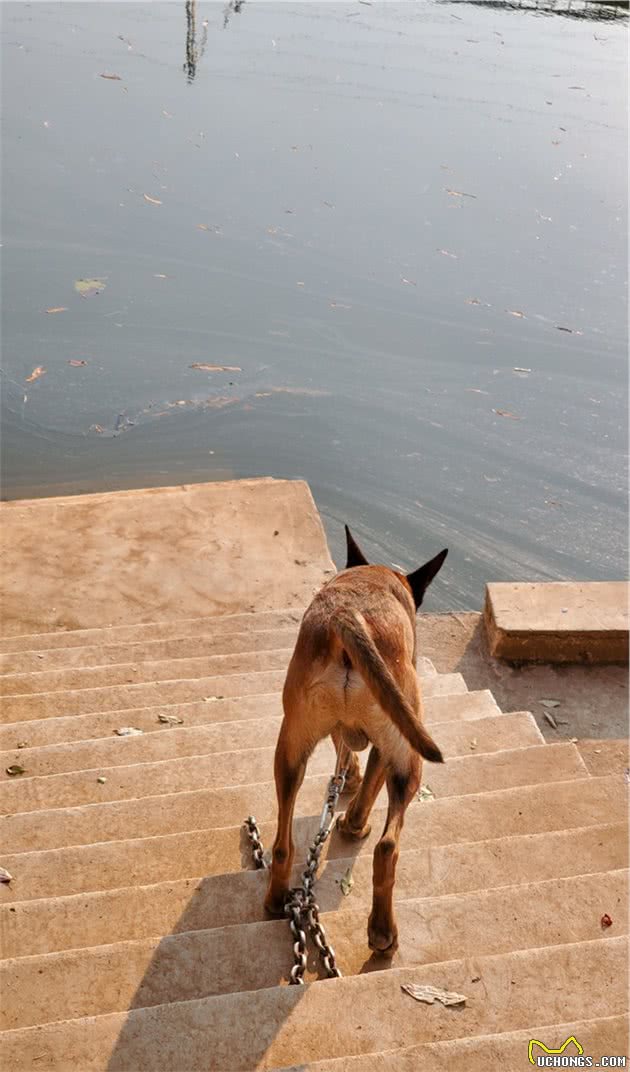 金毛马犬，一段无法忘却的狗生记忆