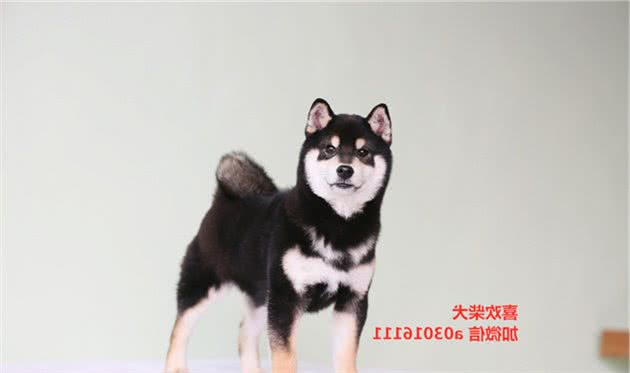 艾米宠物告诉大家关于柴犬饲养的健康小知识