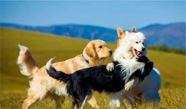 边境牧羊犬的5大独特之处，值得你饲养