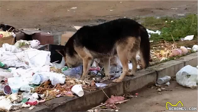 狗狗走丢了，可能去哪呢？这几个地方要好好找