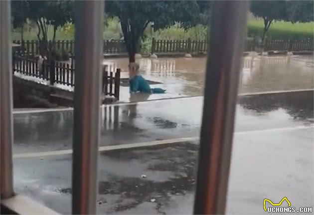 湖南一主人去上班狗子跳上副驾驶，被套路后气得在院子淋雨2小时