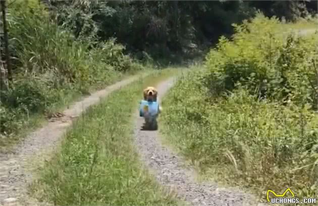 湖南一主人去上班狗子跳上副驾驶，被套路后气得在院子淋雨2小时