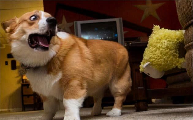 经常被主人打的狗狗,会有这几个表现