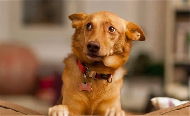 经常被主人打的狗狗,会有这几个表现