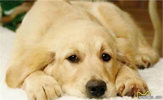 经常被主人打的狗狗,会有这几个表现