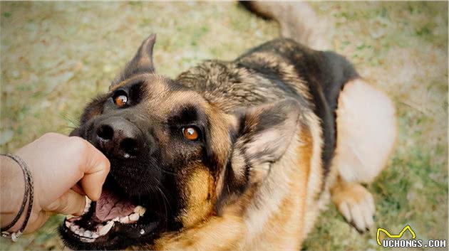 经常被主人打的狗狗,会有这几个表现