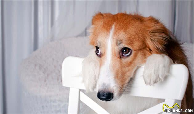 经常被主人打的狗狗,会有这几个表现