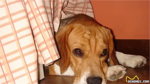 经常被主人打的狗狗,会有这几个表现