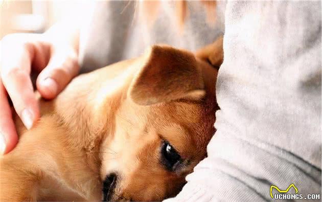 经常被主人打的狗狗,会有这几个表现