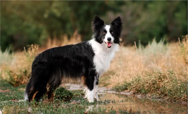 饲养边境牧羊犬，是一种什么样的体验？