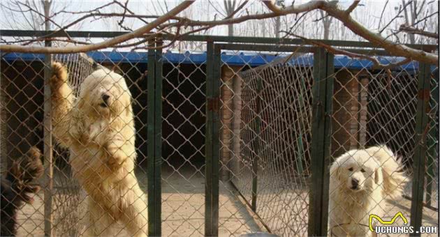 中国上最能打得猛犬，咬住目标绝不松口