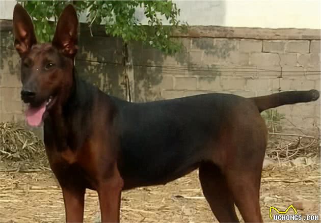 中国上最能打得猛犬，咬住目标绝不松口