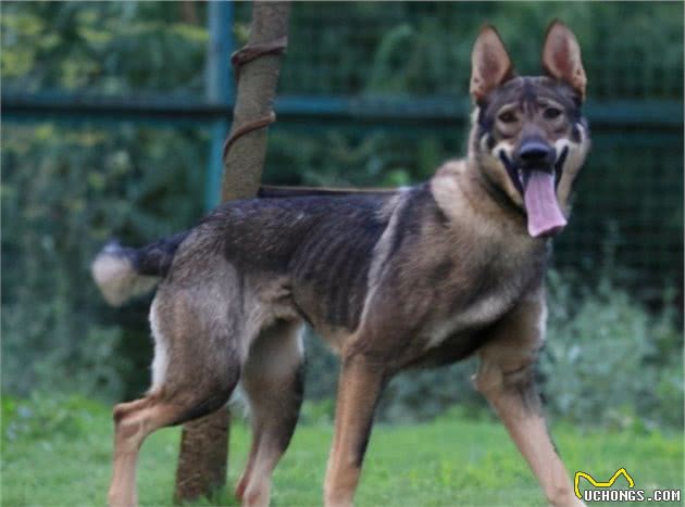 中国上最能打得猛犬，咬住目标绝不松口