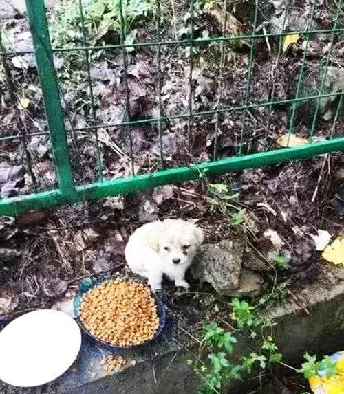 1只饥饿的小奶狗，面对食物却别开了脸，瘦小身体让人心酸