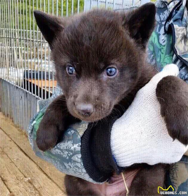 雪橇犬散步叼回流浪小黑狗，爸收养四个月后它变成野狼