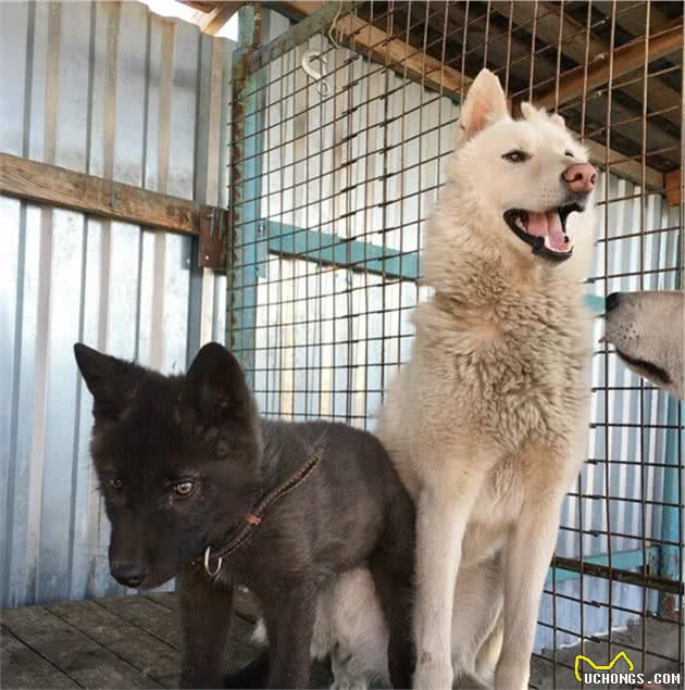 雪橇犬散步叼回流浪小黑狗，爸收养四个月后它变成野狼