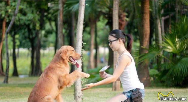 适合有孩子家庭饲养的狗~金毛犬