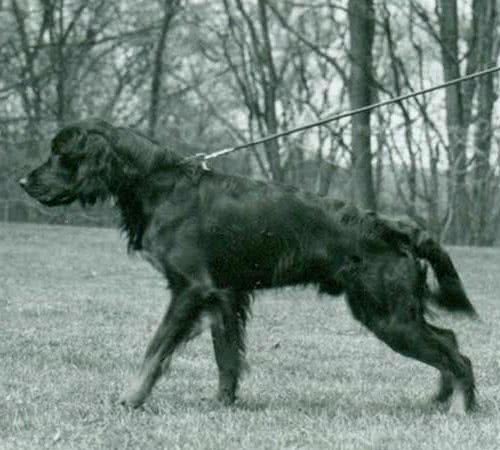 寻根问祖系列（45）：戈登塞特犬（GordonSetter）