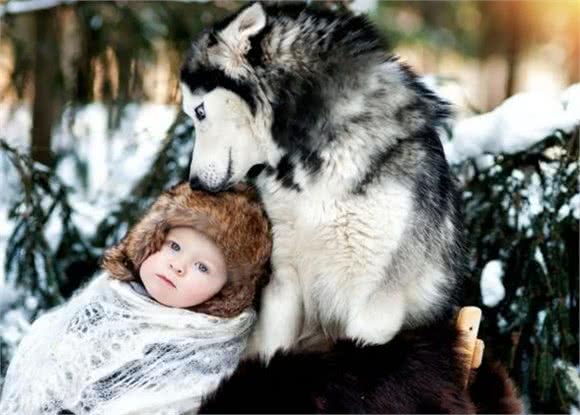 俄罗斯西伯利亚雪橇犬，哈士奇，喂养建议