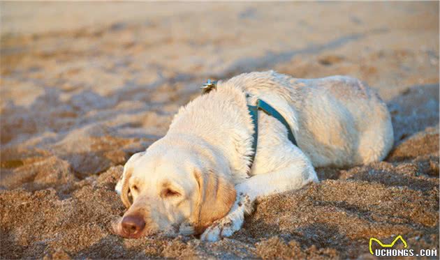 拉布拉多犬这些＂烦人＂的行为，却蕴含着喜欢你